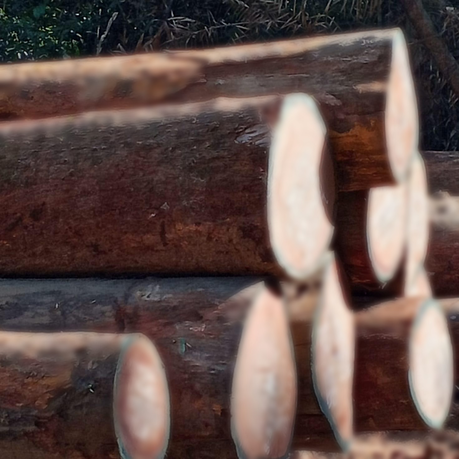Marked and traceable logs, Liberia
