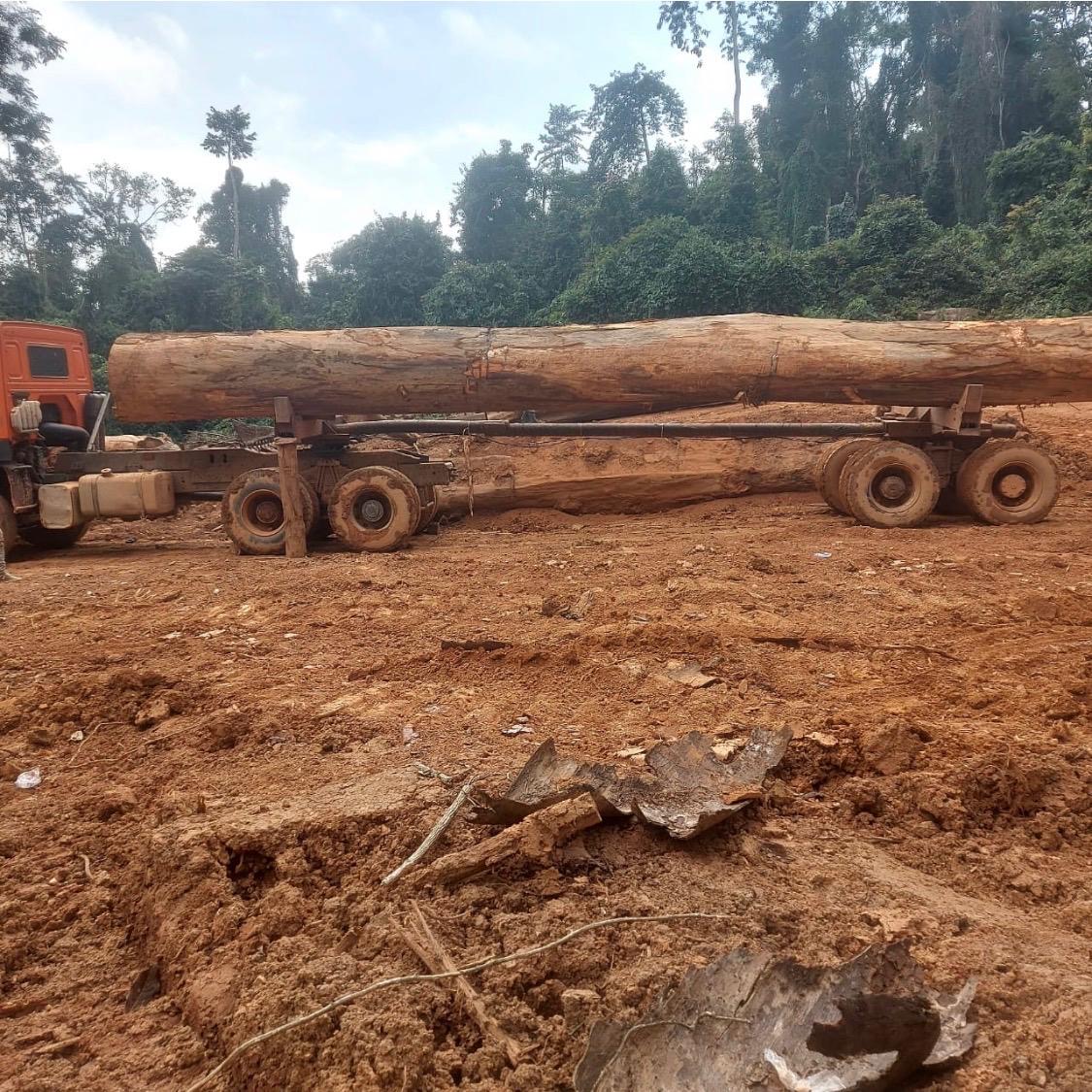 Log transport to primary yard