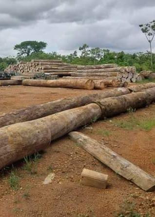 Round logs staged for export, Liberia
