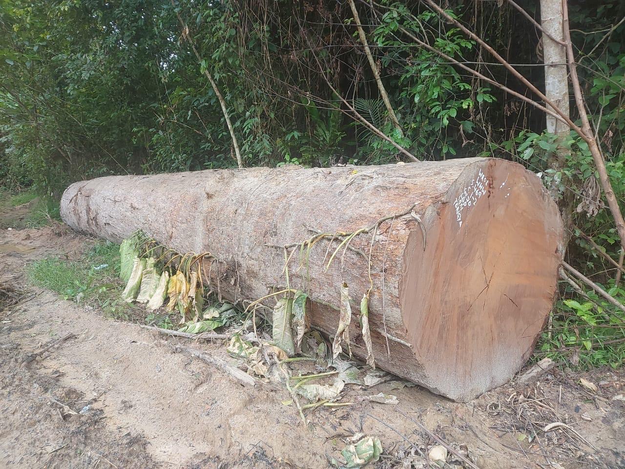 Prime hardwood log — inspection