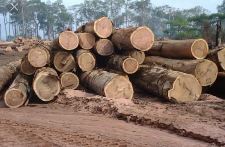 Azobé round logs, Liberia concession