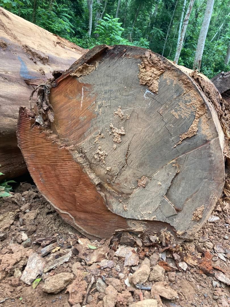 Crosscut hardwood log, Ghana yard