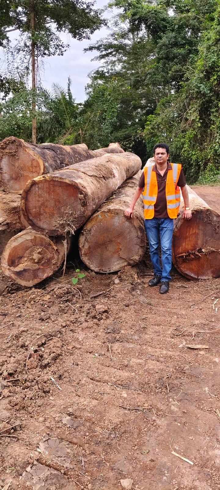 Atlantic team member alongside premium tropical hardwood logs at a West African concession