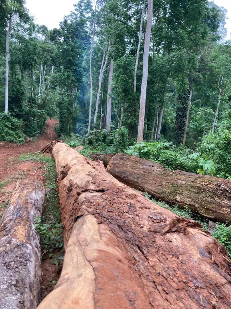 Forest-fresh logs, Ghana concession