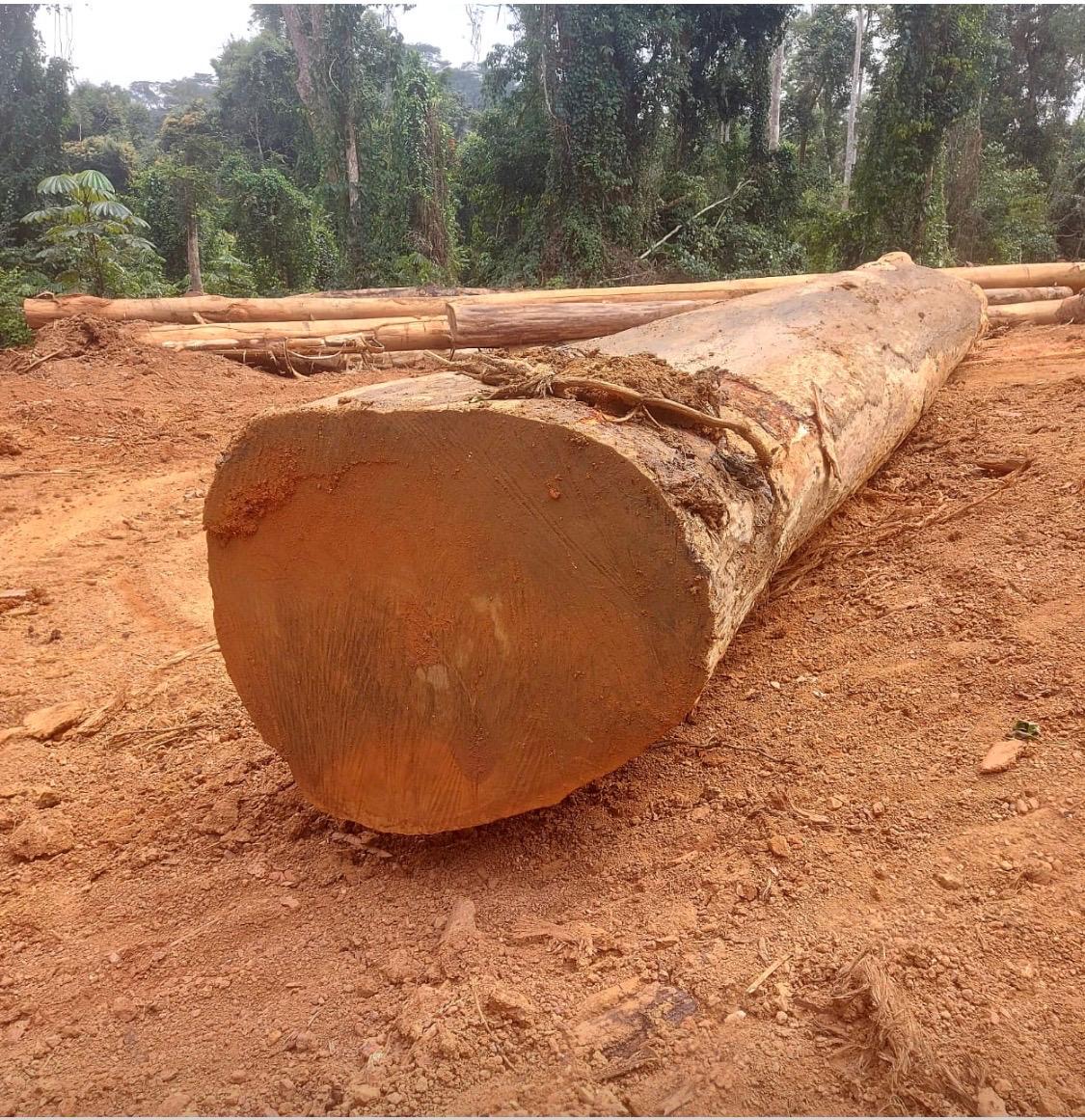 Log landing, West African forest